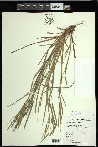 Carex hitchcockiana image