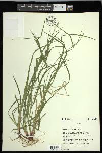 Carex houghtoniana image