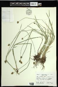 Carex hoodii image