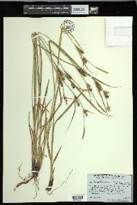 Carex houghtoniana image