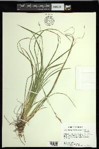 Carex impressinervia image