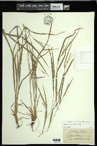 Carex hitchcockiana image