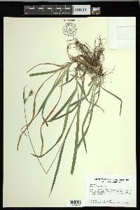 Carex hirtifolia image