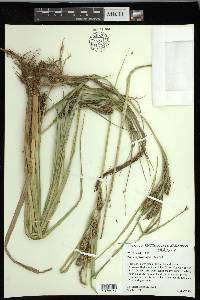 Carex hyalinolepis image