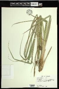 Carex hyalinolepis image