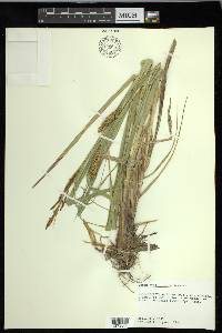 Carex hyalinolepis image