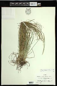 Carex impressinervia image