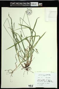 Carex hirtifolia image