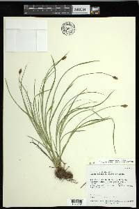 Carex hoodii image