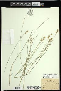 Carex hyalina image