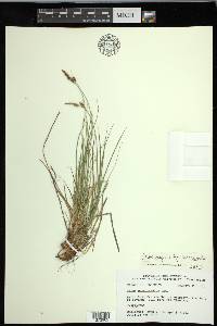 Carex inops subsp. heliophila image