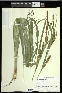 Carex hyalinolepis image