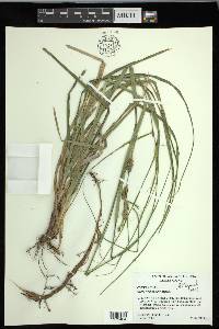 Carex hyalinolepis image