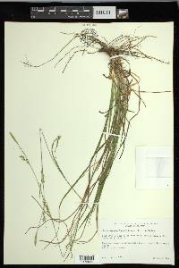 Carex impressinervia image