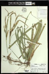 Carex hyalinolepis image