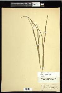 Carex hitchcockiana image