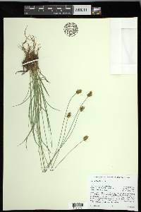 Carex hoodii image