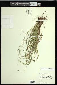 Carex impressinervia image