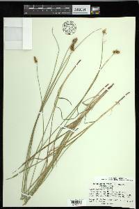 Carex hoodii image