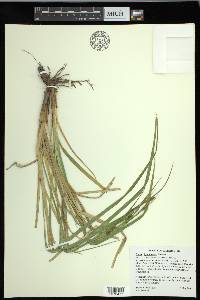 Carex hyalinolepis image