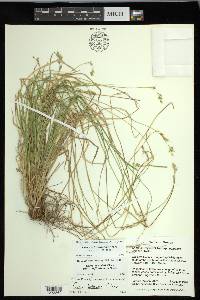 Carex infirminervia image