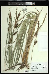 Carex hyalinolepis image