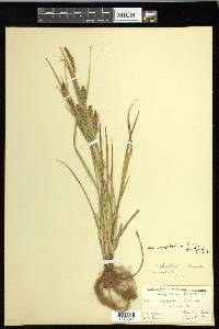 Carex houghtoniana image