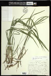 Carex hitchcockiana image