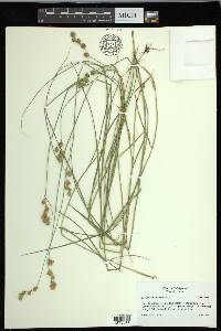 Carex hormathodes image