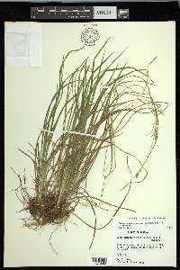 Carex impressinervia image