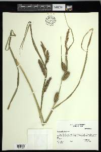 Carex hyalinolepis image