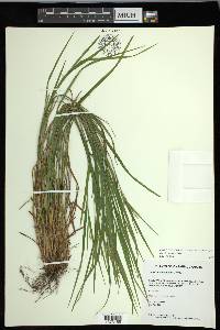 Carex hitchcockiana image