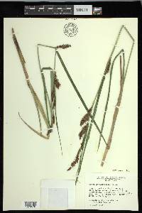 Carex hyalinolepis image