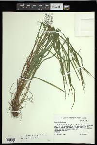 Carex hitchcockiana image