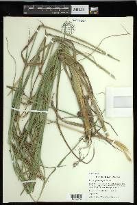 Carex hyalinolepis image