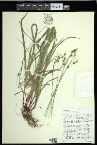 Carex hirtifolia image