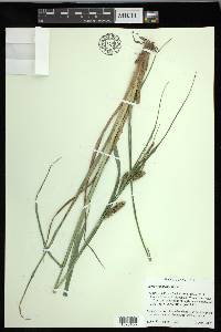 Carex hyalinolepis image