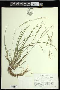 Carex impressinervia image