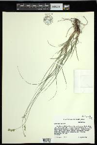 Carex hyalina image