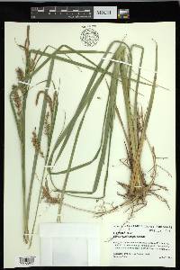 Carex hyalinolepis image