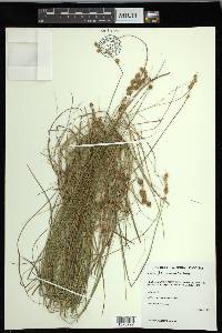 Carex hormathodes image