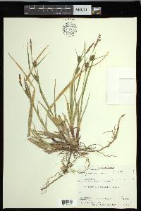 Carex houghtoniana image