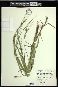 Carex houghtoniana image