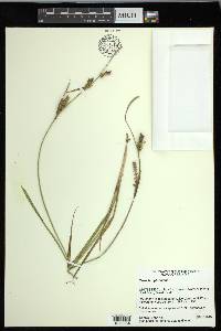 Carex houghtoniana image