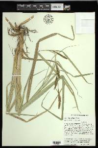 Carex hyalinolepis image