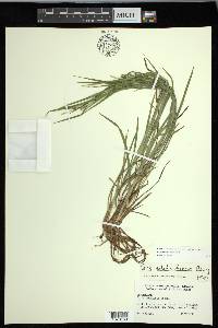 Carex hitchcockiana image