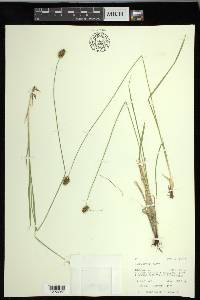 Carex hoodii image