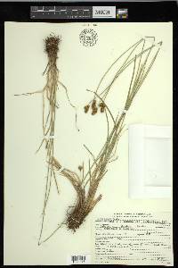 Carex hoodii image