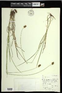 Carex hoodii image