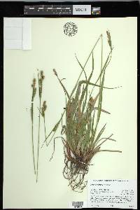 Carex hirtissima image